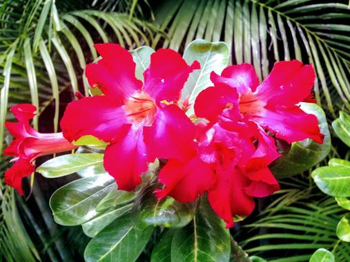 Erikalan9 en Hamelin: Flora, Adenium obesum