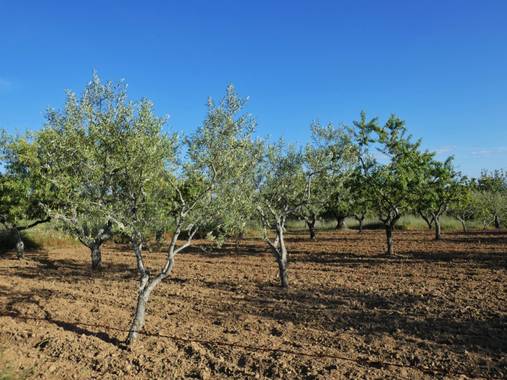 mariale en Hamelin: Flora, 📸 #marialemdza 
Provincia de Zamora, primavera 2021.
