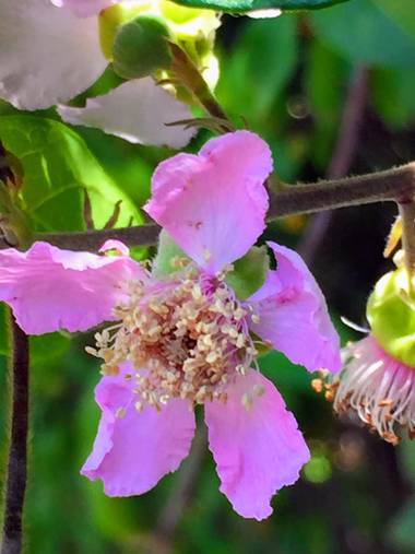 Erikalan9 en Hamelin: Flora  (Sant Cugat del Vallès), Rubus ulmifolius