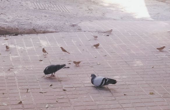 Solerantonio2 en Hamelin: Fauna  (Calle Santiago), Paloma de ciudad