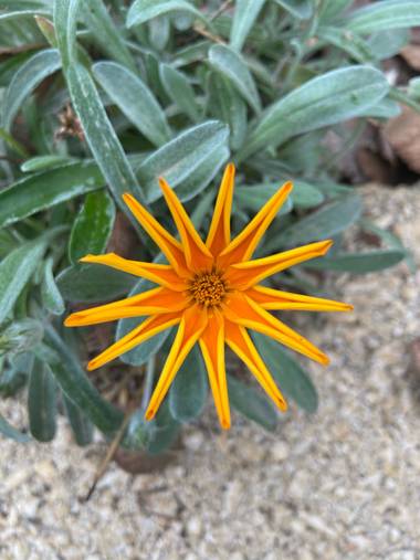 Marta.barizon en Hamelin: Flora  (Alicante), Gazania rigens, Bonita gazania color naranja, Parque del Mar, Alicante