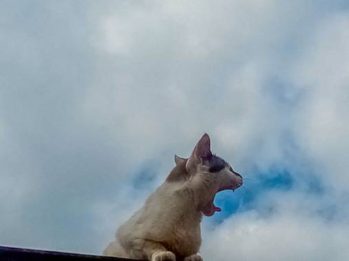 carlitaroca171 en Hamelin: Fauna  (Santa Cruz de la Sierra), #Fauna #felino 