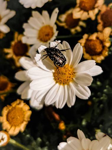 Toti Suárez en Hamelin: Fauna  (Telde), Insecto en flor.
#insecto #hamelin #hamelin21 #hamelin2021 #flor #insecto
