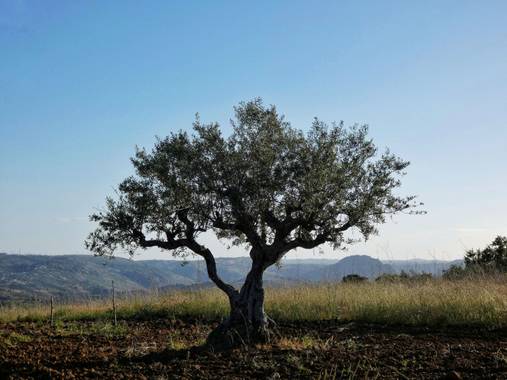 mariale en Hamelin: Paisaje, 📸 #marialemdza
Provincia de Zamora, primavera 2021.
#Naturaleza #paisaje #paisajes #landscape #BellezaNatural  #Naturaleza #...