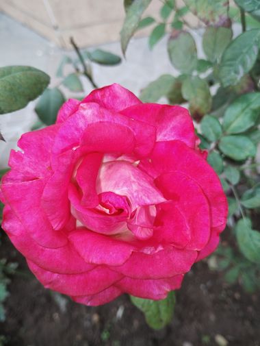 rogeryajure en Hamelin: Flora, #flower