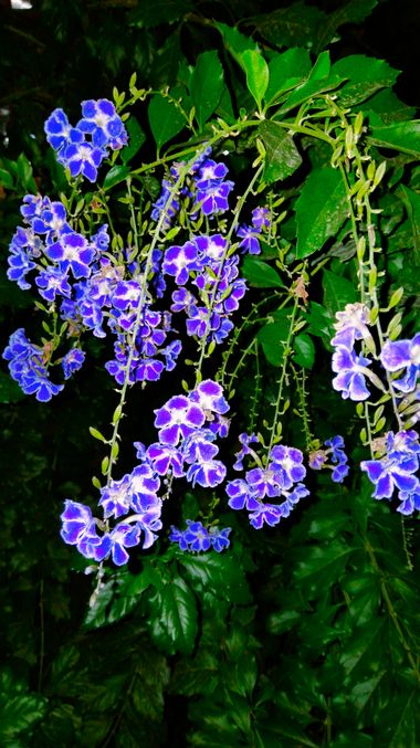 Solerantonio2 en Hamelin: Flora  (Granada), Duranta erecta, Planta