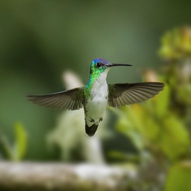 ogaviria.photography en Hamelin: Fauna  (Cali), Uranomitra franciae (Bourcier & Mulsant, 1846), Qué tal el elegante vuelo de este chiquitín ? 

#hamelin #c...
