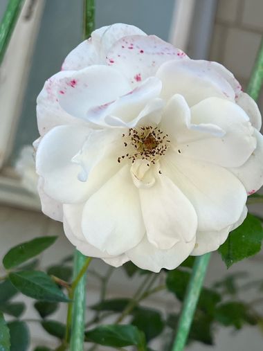 Eudimer20 en Hamelin: Flora, #flower #plants