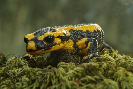 Eritz.cortazar en Hamelin: Fauna  (Vitoria), Salamandra salamandra (Linnaeus, 1758), salamandra común ( Salamandra salamandra Linnaeus, 1758)

Es una espec...