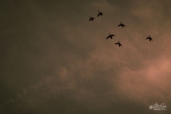 Miradasconciencia en Hamelin: Fauna 