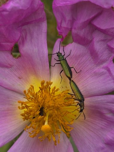 aidalzira en Hamelin: Fauna  (Altura), Lobonyx aeneus es un pequeño escarabajo florícola, de la pequeña familia Prionoceridae. Posee un cuerpo alargado, de...