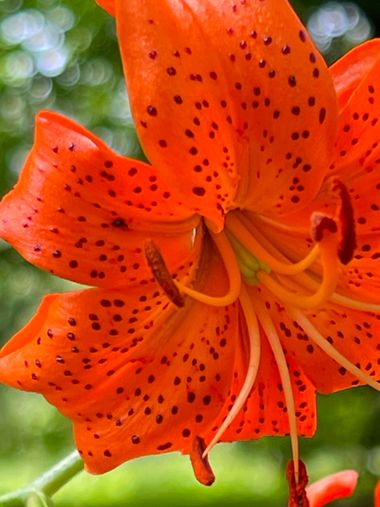 Eudimer20 en Hamelin: Flora, #flower #plants