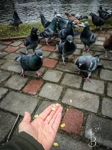 Conbyconv en Hamelin: Fauna  (Brest), #aves21 