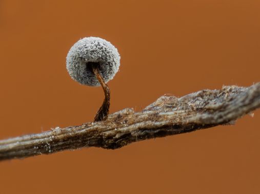Antonio Jesús Palma Aranda en Hamelin: Observación  (Lora del Río), ¡Seguimos con mixomicetos! ☺️

📷 Olympus OM-D E-M5III + M.Zuiko 60mm Macro + Extras pa...