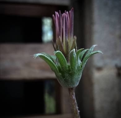 VickyOnTheRocks en Hamelin: Flora  (Liria), #daisy #margarita #mijardin #sweethome #misflores