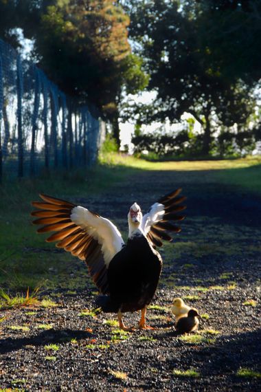 Maria Pérez Gómez en Hamelin: Fauna  (Barlovento), #aves #patos #lalagunadebarlovento #lapalma #naturaleza #familia 