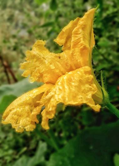 Cr93734 en Hamelin: Flora  (Ciudad de Buenos Aires), Cucurbita pepo, Cucurbita pepo es el nombre científico de una especie de plantas cucurbitáceas origina...