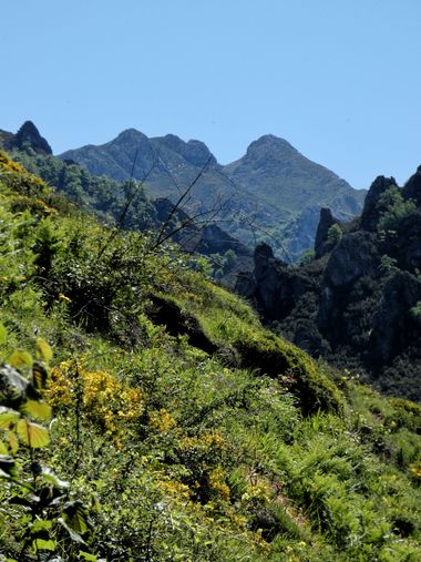 mariale en Hamelin: Paisaje  (Caso), 📸 #marialemdza
💚 🌿🌳🌿💚
#CumpleHamelin
#Naturaleza #BellezaNatural #Asturias  #Montaña #trees #árboles #forest #bo...