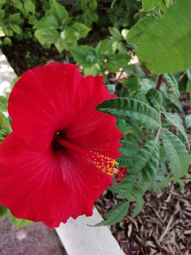 Solerantonio2 en Hamelin: Flora  (Almería), Hibiscus rosa-sinensis, Rosa china 