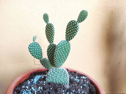 @nicorhbg en Hamelin: Flora  (Daimiel), Opuntia microdasys, Chumbera orejas de Mickey Mouse