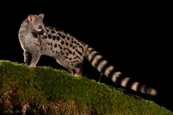 Unai Urresti en Hamelin: Fauna  (Bermeo), Genetta genetta (Linnaeus, 1758), Las ginetas son depredadores nocturnos que viven y cazan de forma solitaria.

#...