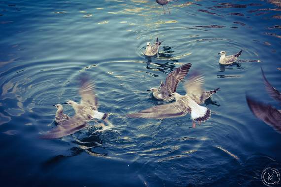Conbyconv en Hamelin: Fauna  (Cudillero), #Ave21