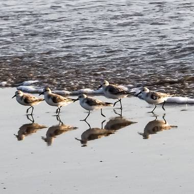 joseasanchezs en Hamelin: Fauna  (Cádiz), Calidris alba (Pallas, 1764), @ignicapillus 