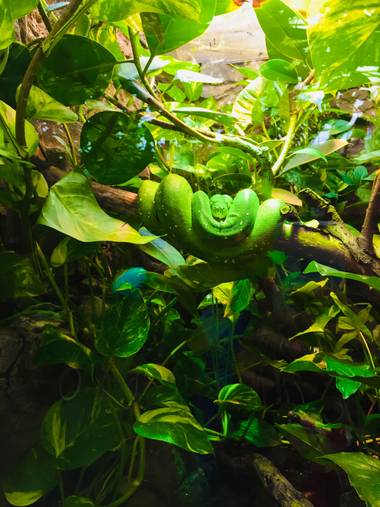 Mejiauslaine en Hamelin: Fauna  (Elberfeld-West), #hoja 🌿 #serpiente #hamelin2020 