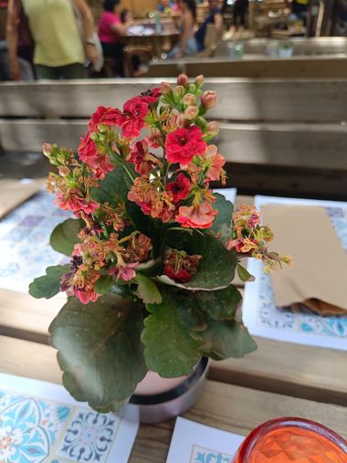 fernandezboix en Hamelin: Flora, Kalanchoe crenata