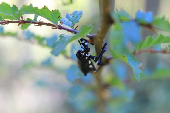 XxPrOzMeNxX en Hamelin: Fauna, #arbusto #blätter #black #blanco #busch #bush #day #dia #fotografia #fotografie #grün #green #hojas #insect #insecto #insek...