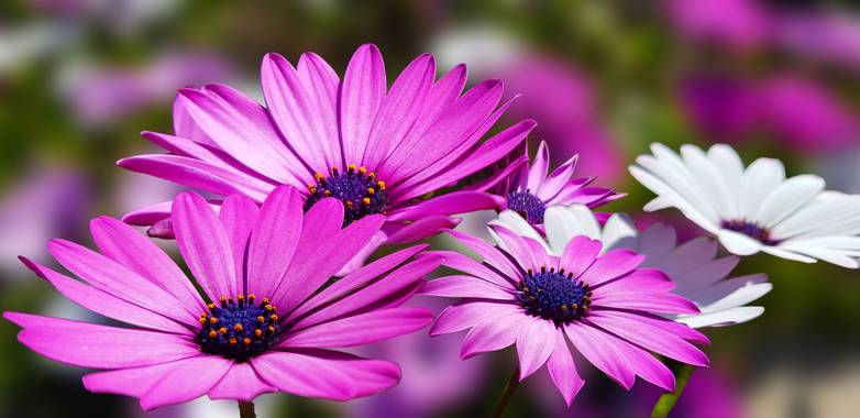 Artikanatur en Hamelin: Flora  (Chiva), Margaritas lilas, moradas y blancas #Flora21 #artikanatur #flor #Flora21 #flora21 #flor 