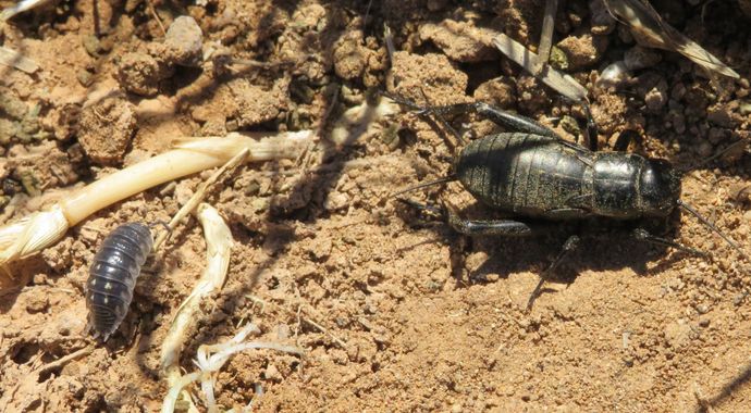 Solerantonio2 en Hamelin: Fauna  (Níjar), Insecto
