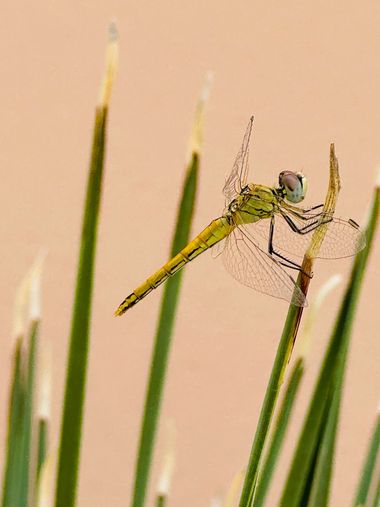 su en Hamelin: Fauna  (Calle Guadalquivir), #insectos #libelulas 