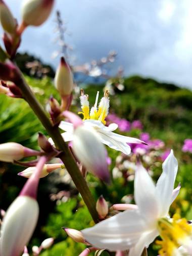 Melchique en Hamelin: Flora  (El Tanque), Simethis mattiazzii, #tenerife #canarias #flora #naturephotography #landscapephotography @melchique 