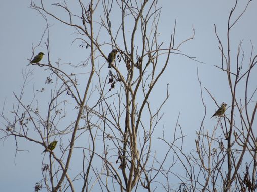 Solerantonio2 en Hamelin: Fauna  (Almería), Chloris chloris (Linnaeus, 1758), Aves