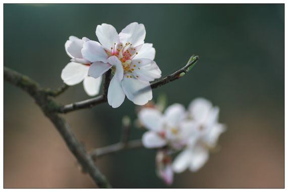 barbanegra707 en Hamelin: Flora  (Torre de Miguel Sesmero), #almendro 