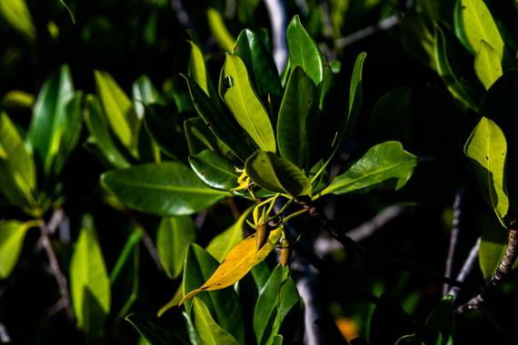 Emilioposadap en Hamelin: Flora  (San Andrés), Rhizophora mangle