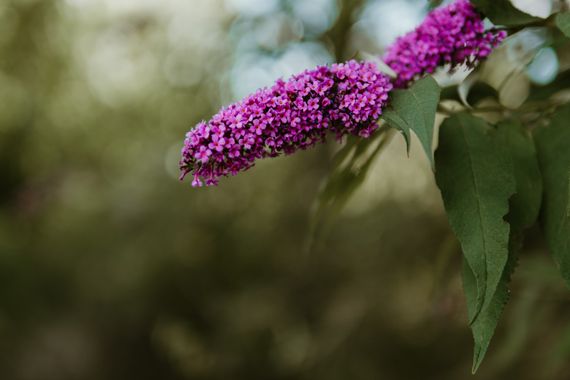 Elenagil.ph en Hamelin: Flora  (Mijas), #flor #flora #plantas #flores #naturaleza 