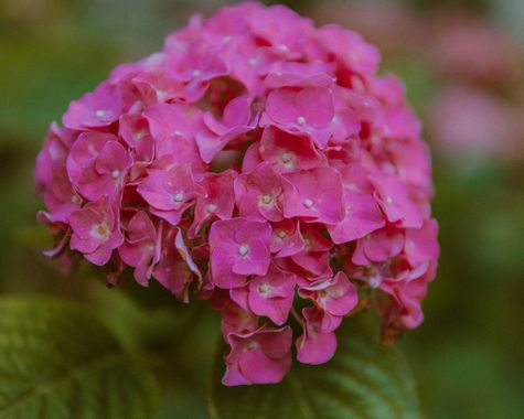 Elenagil.ph en Hamelin: Flora, #flora #flores #flower #naturaleza 