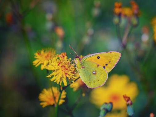 Tomasbejar en Hamelin: Fauna  (Altea), #mariposa#macro