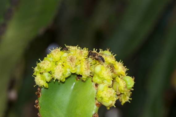 Juanatlantida82 en Hamelin: Fauna, Abeja en flor 
