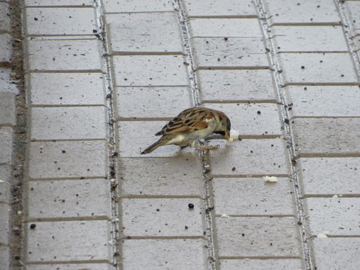 Solerantonio2 en Hamelin: Fauna  (Almería), Passer domesticus (Linnaeus, 1758), Gorrion