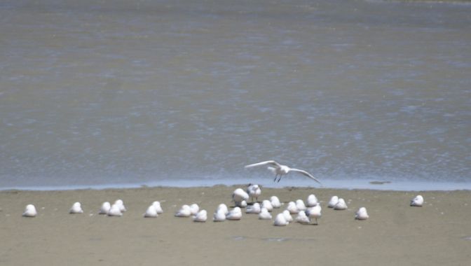 Solerantonio2 en Hamelin: Fauna  (El Pocico), Chroicocephalus genei (Brème, 1839), Gaviotas