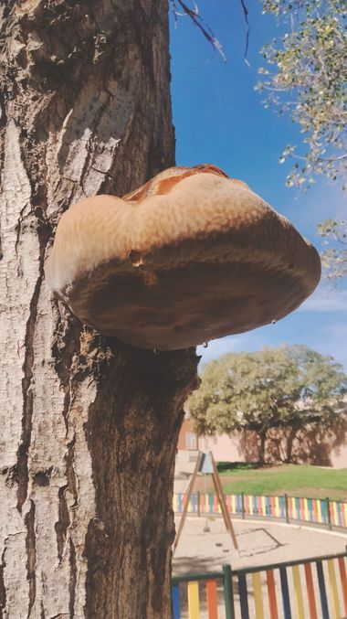 Solerantonio2 en Hamelin: Observación  (Avenida del Mediterráneo), Hongo