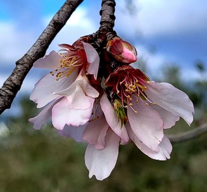 Msanchezvasco en Hamelin: Flora  (Ulldecona), ¿Pero sabes a que es debida la floración del almendro?. Lo que hace que el árbol florezca es el frío que se a...