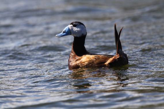 Alcedofoto  en Hamelin: Fauna, Oxyura leucocephala (Scopoli, 1769), #aves 