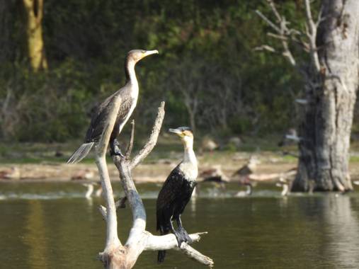 olaya96fg en Hamelin: Fauna  (Nakuru), Phalacrocorax carbo lucidus (Lichtenstein, 1823), #Aves21