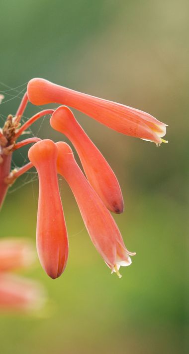 Juanatlantida82 en Hamelin: Flora, Aloe amudatensis, Flora 