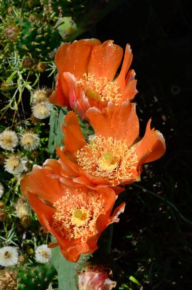 Ninigabi en Hamelin: Flora  (Ayamonte), #flornaranjacaptus