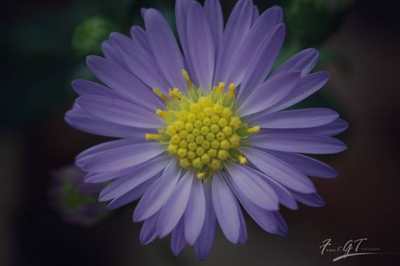 Frankgt48 en Hamelin: Flora  (Alcobendas), #flora21